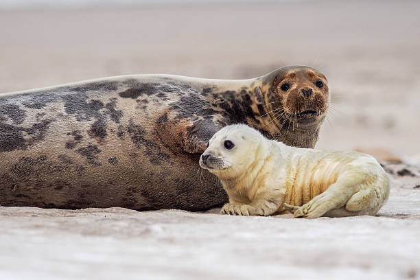Grey Seal (Halichoerus grypus) A young Grey Seal (Halichoerus grypus) pup waiting for its' mother to return from sea helgoland stock pictures, royalty-free photos & images