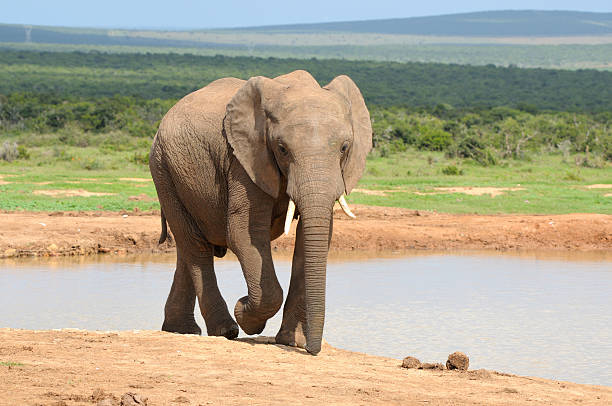istock Elephant, Addo Elephant National park, South Africa 482570979