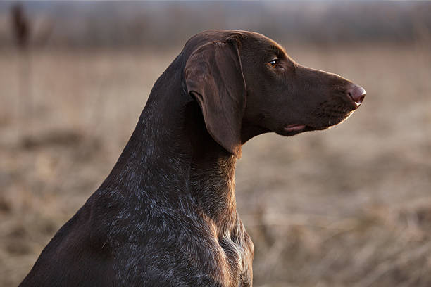 istock Pointer hunting dog sitting and looking into the distance 482571243