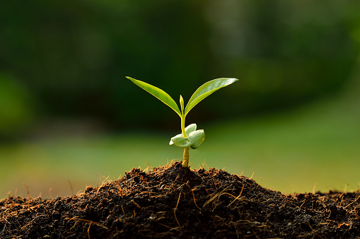 saplings in pots