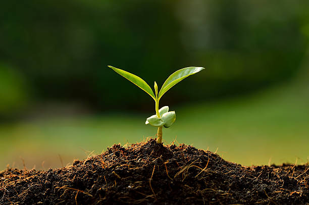 Young plant Young plant in the morning light planting stock pictures, royalty-free photos & images