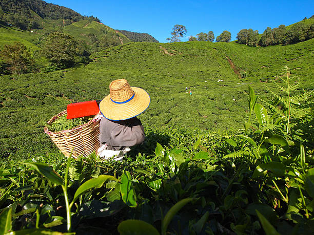 istock Tea Worker in a plantation Cameron Highlands 482572057