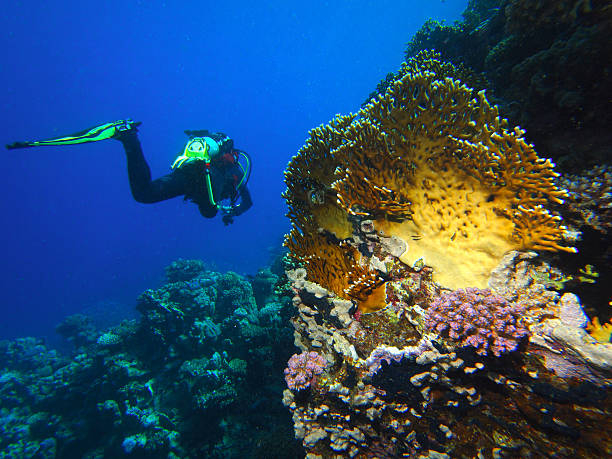 istock Scuba Divers swim over coral reef 482572409