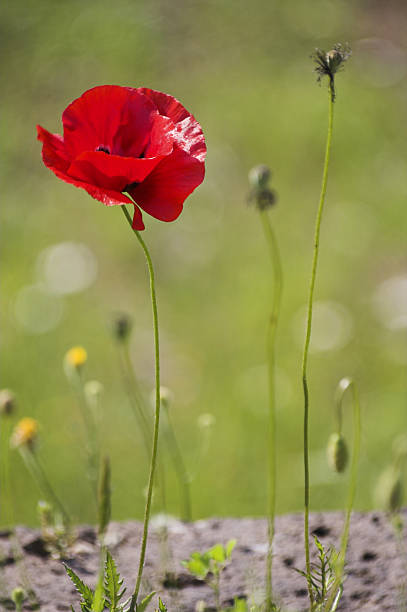Poppy on green grass stock photo