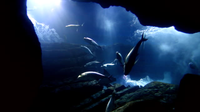 Fishes in big aquarium