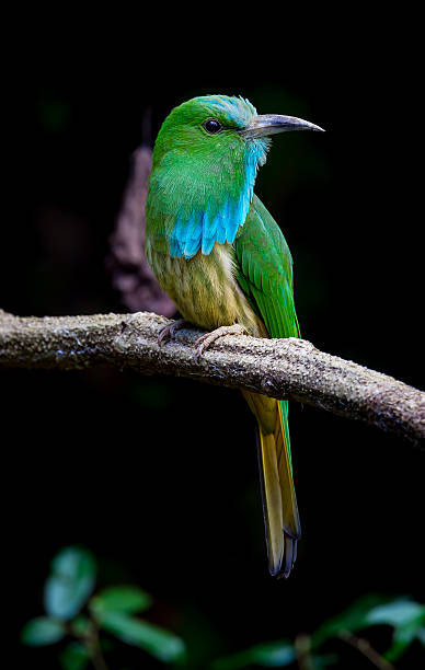 istock Close up portrait of Blue-bearded Bee-eater 482573522