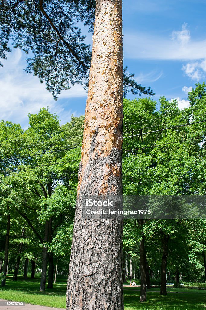 Beautiful mighty pine tree in summer Park. 2015 Stock Photo