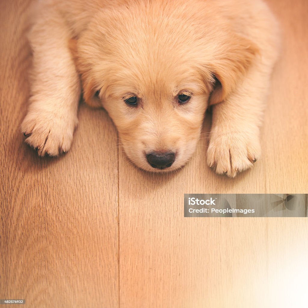 I haz a sad Shot of an adorable golden retriever puppy lying on a wooden floorhttp://195.154.178.81/DATA/i_collage/pi/shoots/783492.jpg Close-up Stock Photo