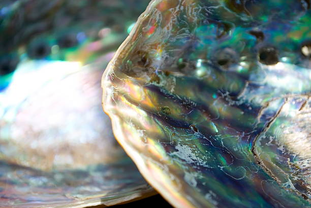 istock Close Up of Paua Shell (New Zealand Abalone) 482577074