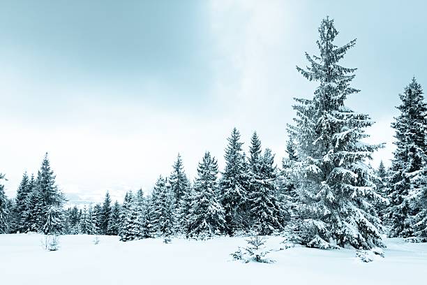 istock Spruce Tree Forest Covered by Snow in Winter Landscape 482577486