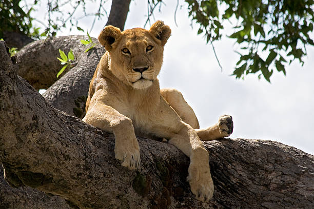 istock Female lion resting on a branch. 482578328