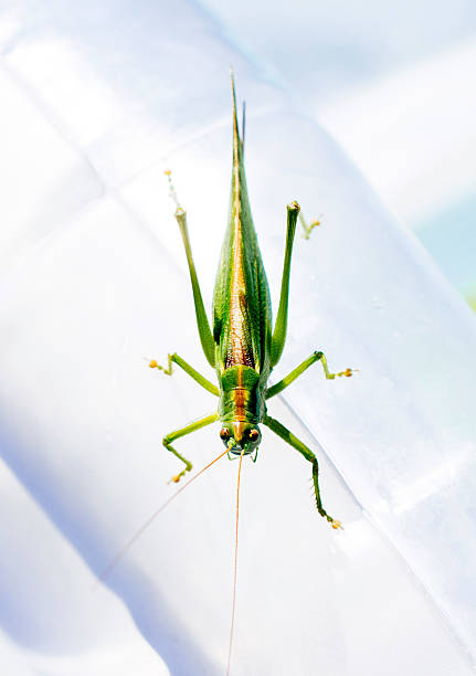 saltamontes verde - grasshopper locust isolated multi colored fotografías e imágenes de stock