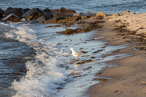 Möwe am Strand  Seagull on the beach Seagull on the beach waiting for wave Seagull on the beach waiting for wave möwe stock pictures, royalty-free photos & images