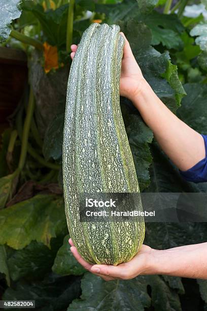 Female Hands Holding Large Courgette Stock Photo - Download Image Now - Large, Zucchini, 2015