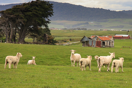 Grazing sheep in green grassy field with ruined, dilapidated farm house. Pahia, South Island, New Zealand.. Canon 40D.