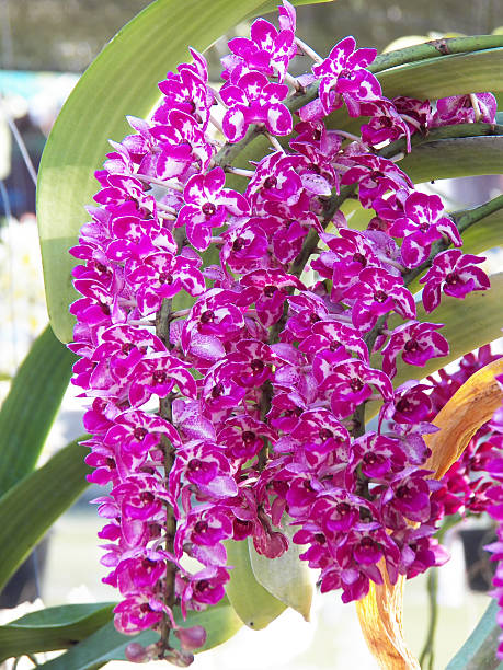 Rhynchostylis gigantea Rhynchostylis gigantea rhynchostylis gigantea orchid stock pictures, royalty-free photos & images