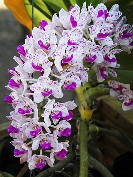 Rhynchostylis gigantea Rhynchostylis gigantea rhynchostylis gigantea orchid stock pictures, royalty-free photos & images