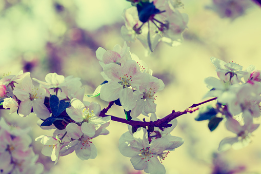 Vintage blossom apple tree at sunrise. Spring natural background