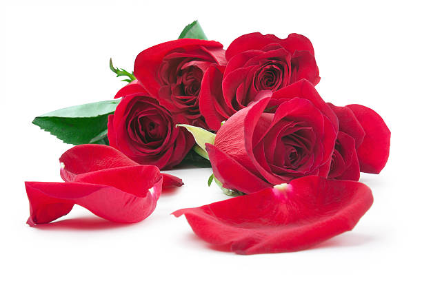 istock red roses and the scattered petals 482583035