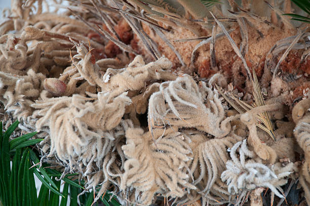 istock Detail of a palm tree 482583143