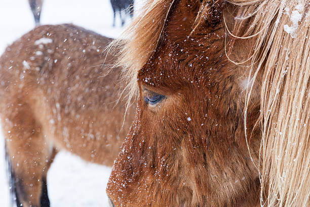 istock Icelandic pony in winter 482583389