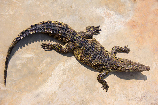 istock crocodile laying in farm 482583481