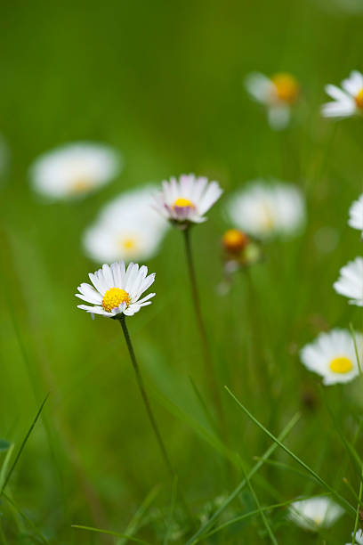 istock Lawn daisy, Bellis perennis 482584441