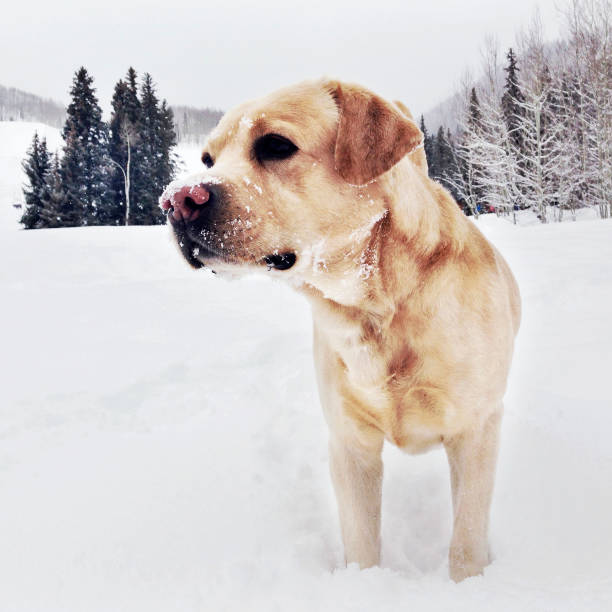 istock Labrador retriever in the snow 482584511