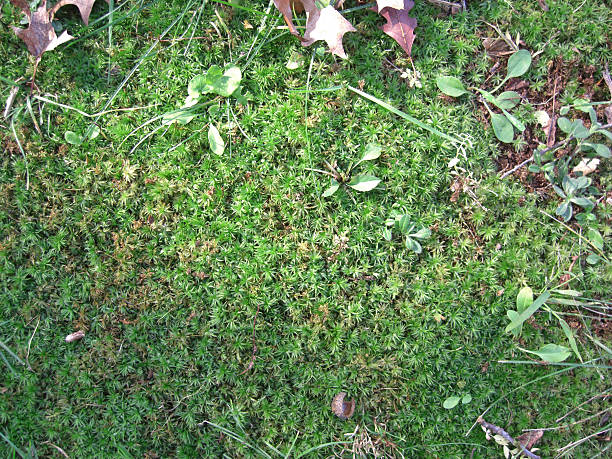 ground moss 6 stock photo