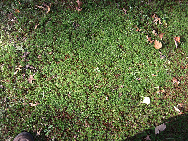 ground moss 7 stock photo