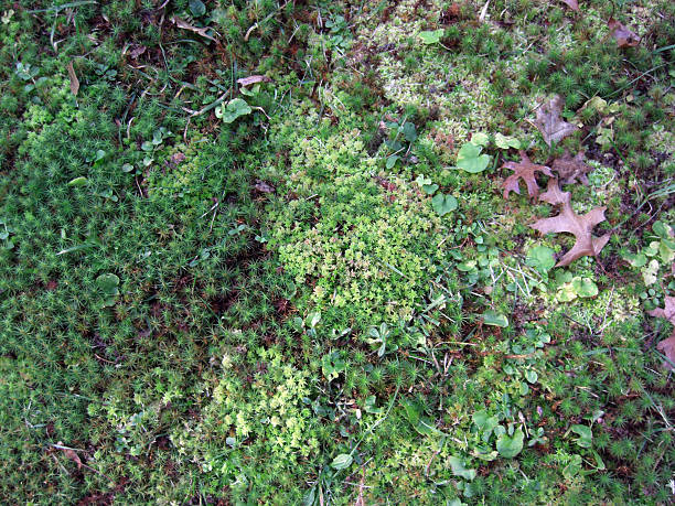 ground moss 8 stock photo