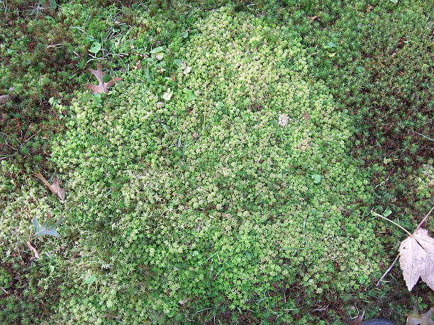 ground moss 9 stock photo