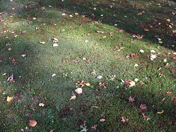 ground moss 11 stock photo