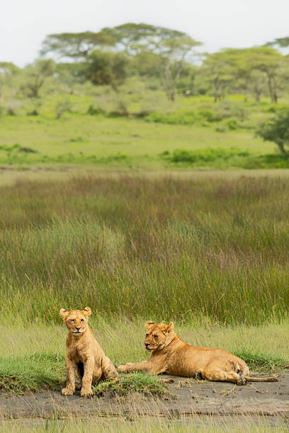 Asiatic Lion (Panthera leo persica)