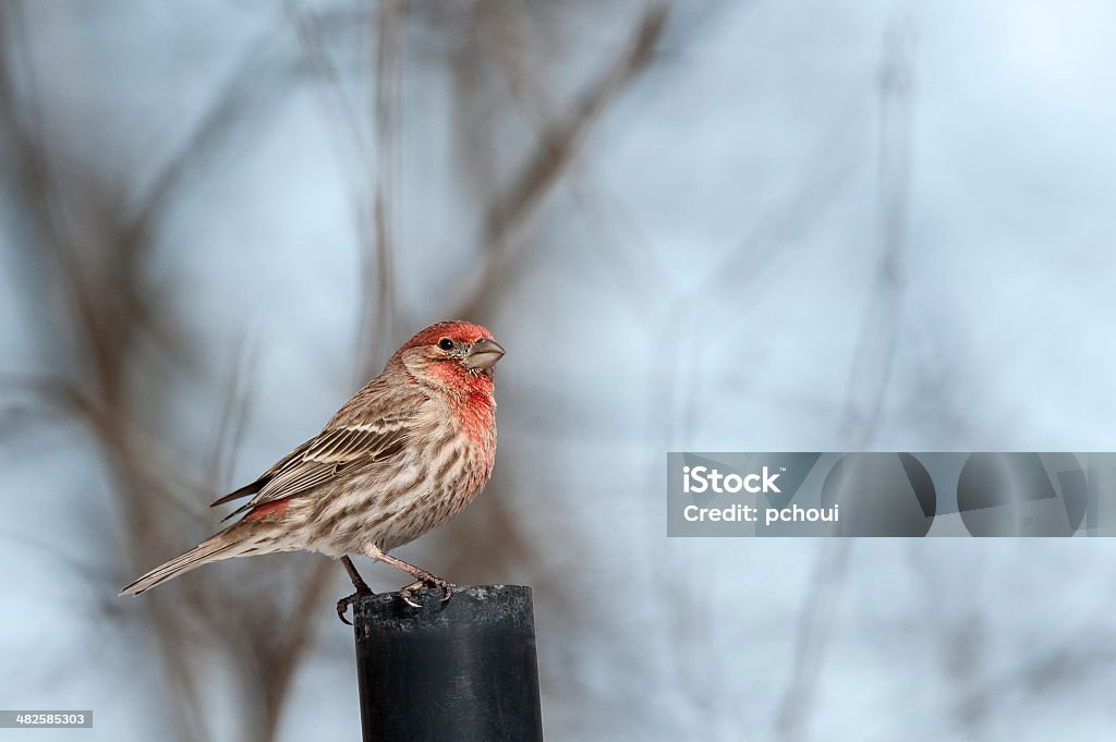 House finch House finch perching. Animal Stock Photo