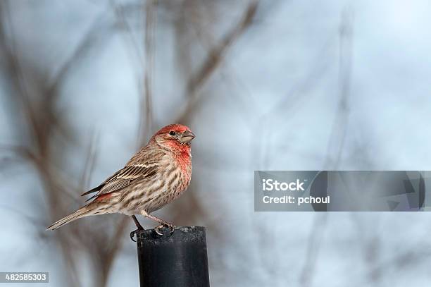 House Finch Stock Photo - Download Image Now - Animal, Beauty In Nature, Bird