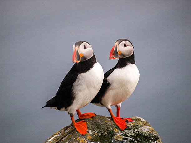 istock Atlantic or Common Puffin, Fratercula arctica 482586111