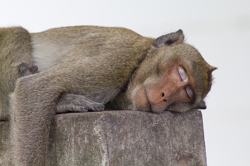 A monkey is sleeping  in a natural forest of Thailand.
