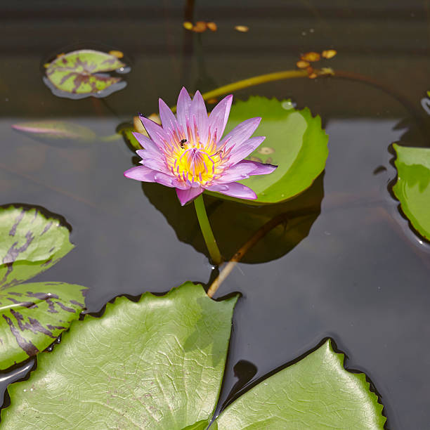 istock Lotus flowers in water surface 482586319