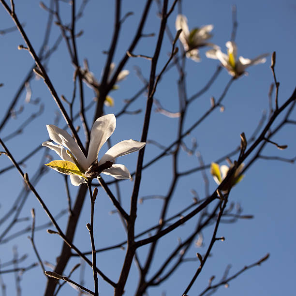 magnolie - andrea jung imagens e fotografias de stock