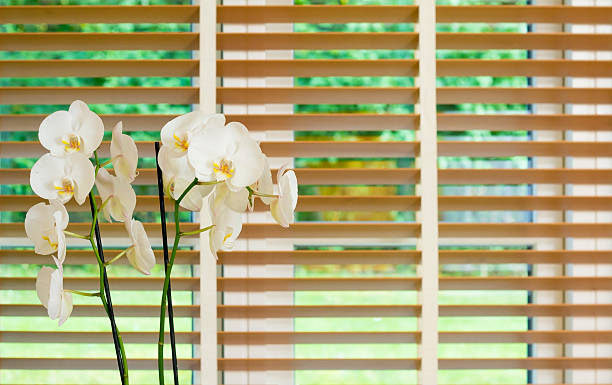 istock White orchid flower in front of a window 482587232