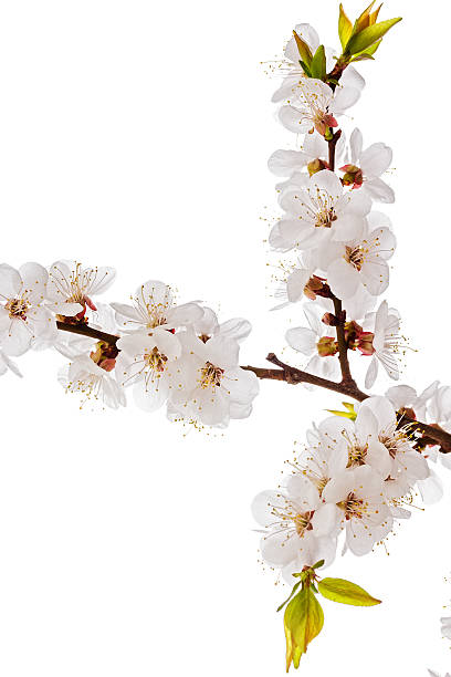 istock apricot blossom brunch 482587398