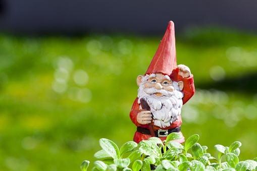 Little funny garden gnome is standing outside in the herb garden with copy space in the left area of the image