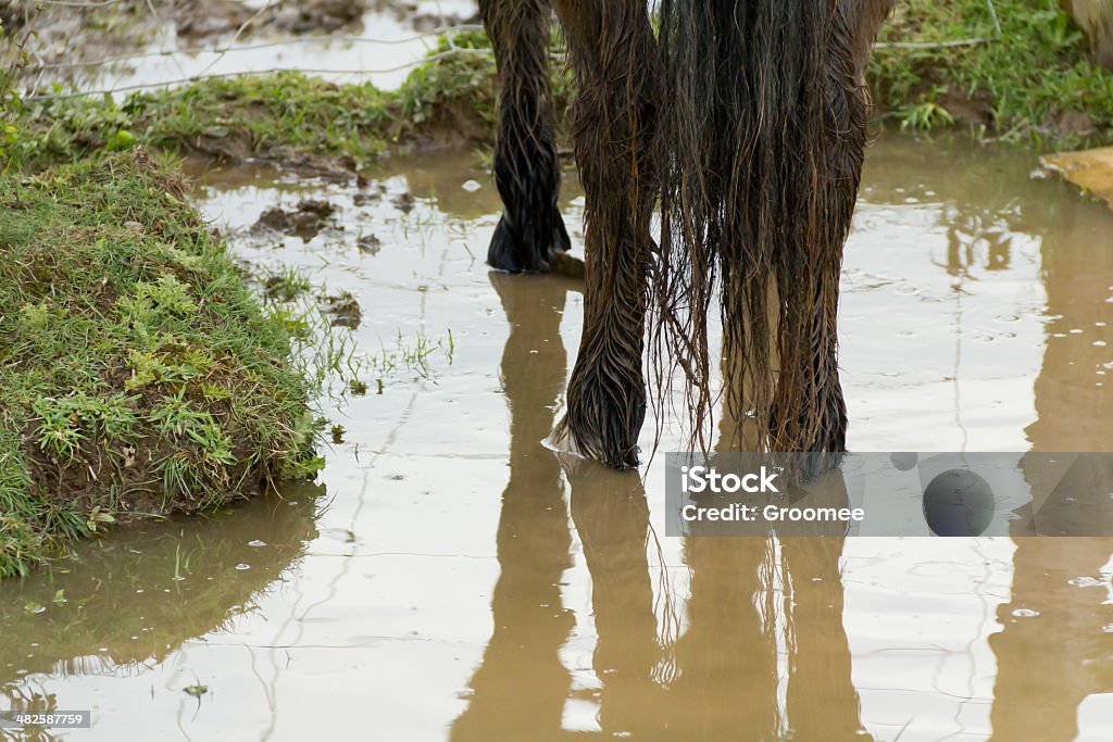Stojąca wody - Zbiór zdjęć royalty-free (Koń)