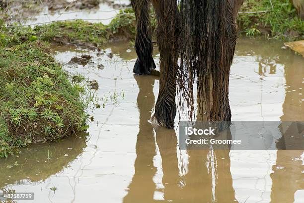 Stojąca Wody - zdjęcia stockowe i więcej obrazów Koń - Koń, Błoto, Stać