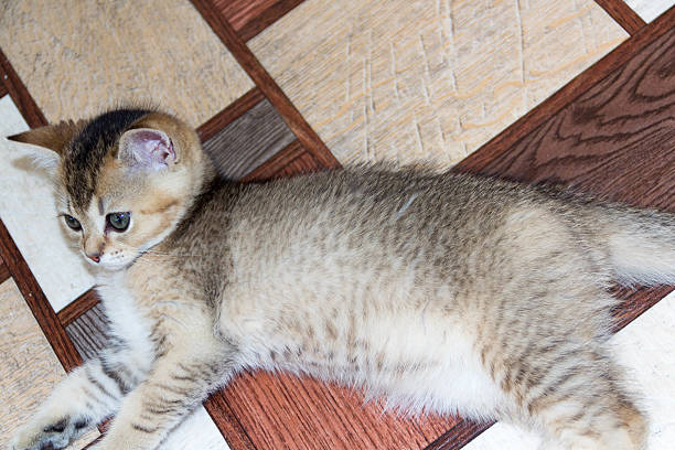 istock kitty gold color is on the color linoleum 482587934