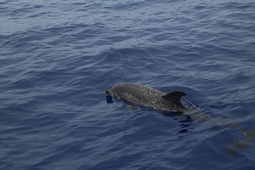 Dolphin in the Atlantic Ocean by Madeira