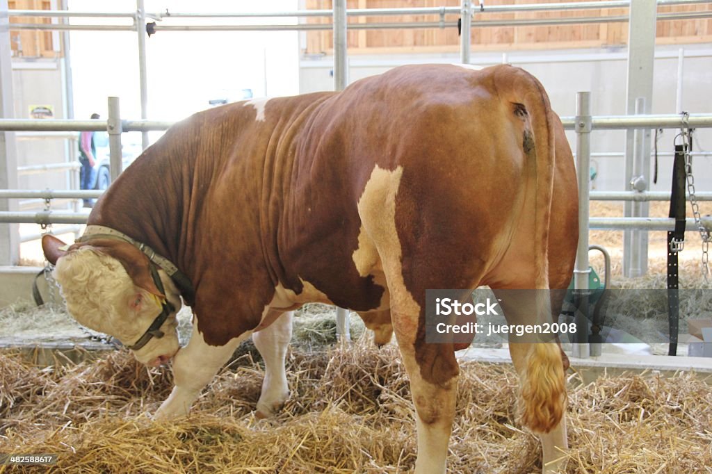 Allevamento bull - Foto stock royalty-free di Agricoltura