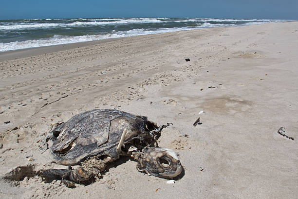 istock Carcass of a dead turtle on the beach 482589480