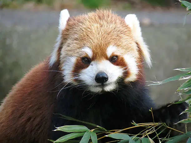 Photo of Lesser panda